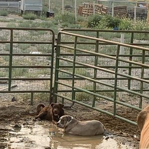 Meet your Posher, Madi